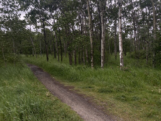 footpath in the woods between tall trees