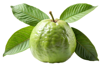 Fresh Juicy Guava Fruit with Lush Green Leaves