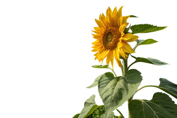 Fototapeta premium Vibrant Sunflower in Full Bloom A Stunning Floral Image