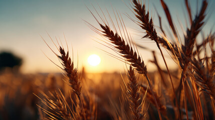 Golden wheat field sunlight rural landscape agriculture harvest nature summer grain outdoor peaceful warm closeup countryside farm crop food sky evening tranquil scenic natural plant ear organic