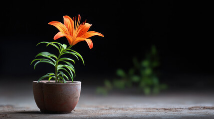 Single vibrant orange lily blooming in humble clay pot, symbolizing resilience and hope, with soft natural lighting and blurred background for peaceful mood