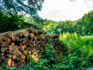 Wiederaufforstung im Mischwald im Sommer