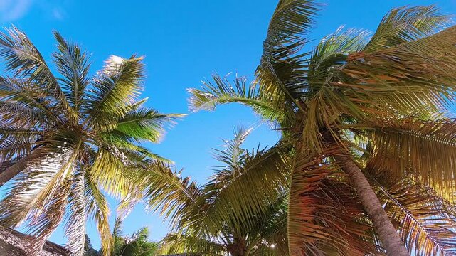 Palmen vor blauem Himmel