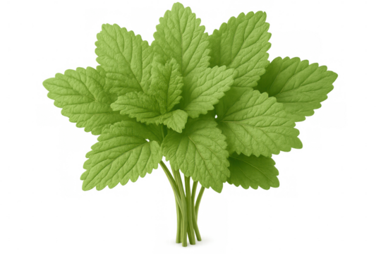 Fresh green lemon balm leaves clustered, highlighting herbal fragrance against clean transparent backdrop for versatile graphic design use