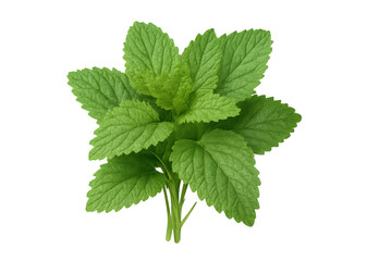 Sprig of lemon balm with vibrant green leaves, isolated on a transparent background, ready for use in designs