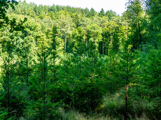Wiederaufforstung im Mischwald im Sommer
