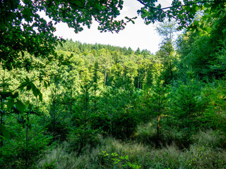 Wiederaufforstung im Mischwald im Sommer