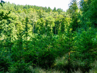 Wiederaufforstung im Mischwald im Sommer