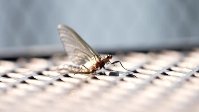 mayfly backs up walking in reverse in close up shot on table