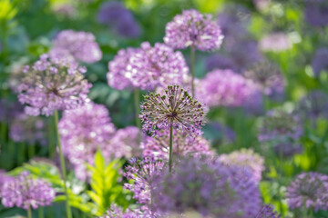Zierlauch (Allium sp.)