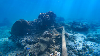 Coral reef growing around an underwater pipe in the south pacific 