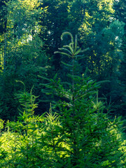 Wiederaufforstung im Mischwald im Sommer