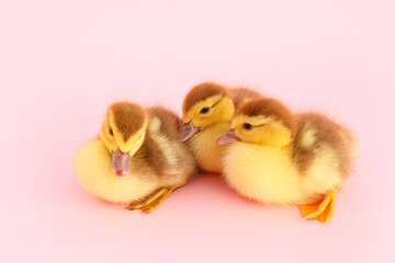 Cute ducklings on pink background