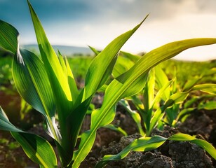 Obraz premium green corn leaves corn farm photo of corn field concept of good harvest agricultural field of corn in spring or early summer industrial background close up