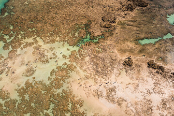 Aerial view of several people walking on the shallow waters of Antunes natural pools in Maragogi. Alagoas, Brazil.