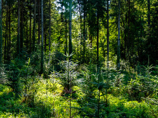 Fototapete bei efototapeten.de bestellen   