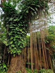 Tree covered with climbing vines and hanging roots, showing dense natural growth in a tropical...