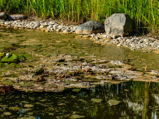 Kleiner angelegter Teich