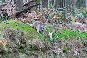 Photograph of a small Wallaby sitting and eating on a grassy slope in Capertee Valley in the...