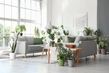 Interior of modern living room with grey sofas and houseplants