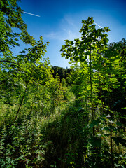 Wiederaufforstung im Mischwald im Sommer