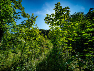 Obraz premium Wiederaufforstung im Mischwald im Sommer
