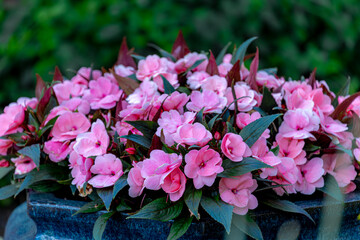 Selective focus of purple pink Impatiens hawkeri flowers with green leaves in the garden, The New Guinea impatiens is a species of flowering plant in the family Balsaminaceae, Nature floral background