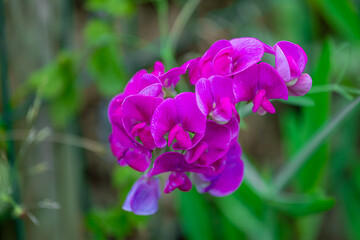 Selective focus multicolour of Sweet pea (Welriekende lathyrus) with green leaves in the garden, Lathyrus odoratus is a flowering plant in the family Fabaceae, Nature floral pattern texture background