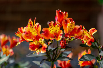 Selective focus of orange yellow flowers Alstroemeria with green leaves, The Peruvian lily or lily of the Incas is a genus of flowering plants in the family Alstroemeriaceae, Nature floral background.