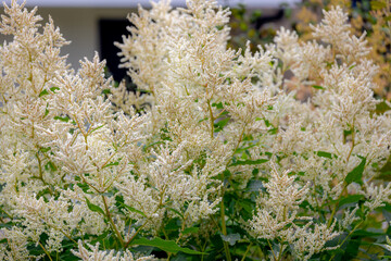 Selective focus of small creamy white and fluffy flowers in garden, Persicaria polymorpha (Knotweed) is a large perennial with sturdy stems, green leaves, Abstract floral pattern, Natural background.