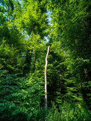 Abgestorbener Baum