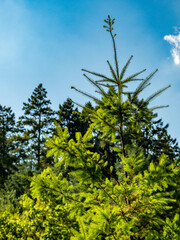 Wiederaufforstung im Mischwald im Sommer