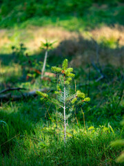 Wiederaufforstung im Mischwald im Sommer