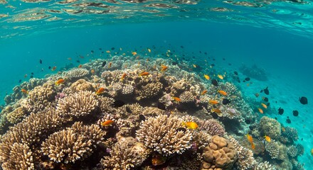 Underwater Coral Reef with Colorful Fish