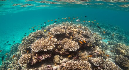 Underwater Coral Reef and Colorful Fish