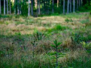 Wiederaufforstung im Mischwald im Sommer
