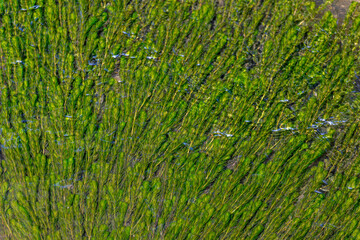 Selective focus of clear water with green Waterthymes (Hydrilla) leaves underwater, Freshwater algae flows in the river, Algae are aquatic organisms and lack many of the distinct cell and tissue types