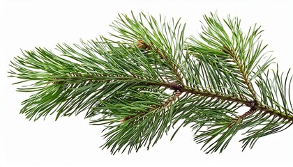pine branch isolated on transparent background