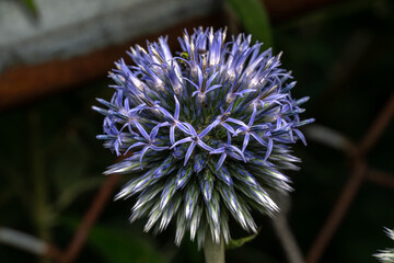 purple thistle flower