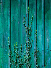 Fototapeta premium Efeu rankt an einer grünen Bretterwand empor