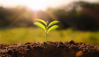 symbolic juneteenth growth from african soil in sunlight