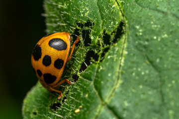 ladybug on leaf