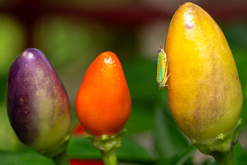 red and yellow flower