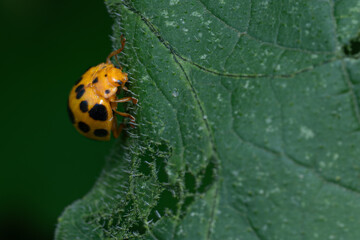 ladybug on leaf