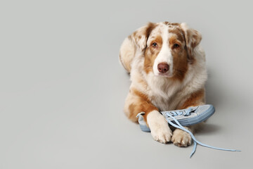 Cute Australian Shepherd dog lying with sneaker on beige background
