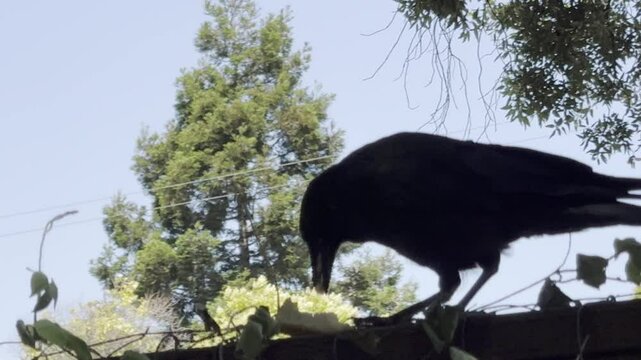 Closeup of a crow eating bread on a fence