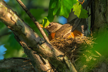 American robin sitting in a bird's nest.