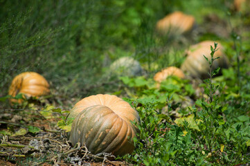 pumpkin patch Sardinia, Italy.