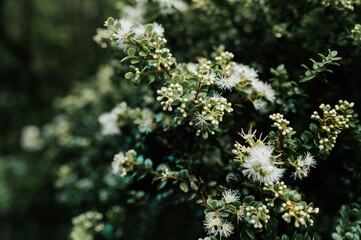 Kanuka on the Heaphy Track, Kahurangi National Park, New Zealand