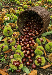 Fototapeta premium Abundant autumn harvest of chestnuts and burrs, with overturned basket.